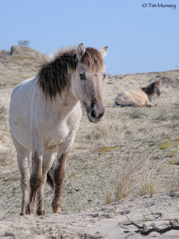 Konik Horses 0410.jpg